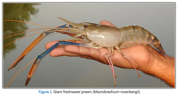 Giant Freshwater Prawn, Prawns grow in the clean open waters of the lakes and reservoirs of Sri Lanka. Organic and free range, they feed on the natural abundant food there